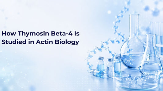 How Thymosin Beta-4 Is Studied in Actin Biology