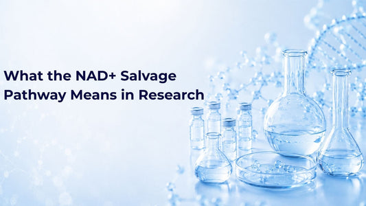 What the NAD+ Salvage Pathway Means in Research
