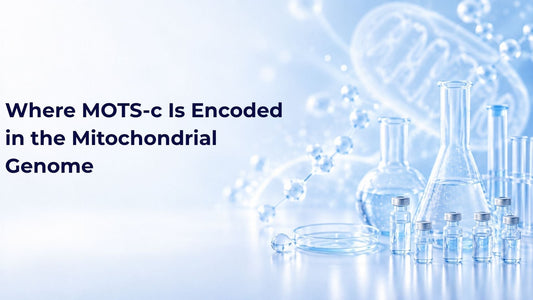 Where MOTS-c Is Encoded in the Mitochondrial Genome