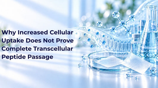 Why Increased Cellular Uptake Does Not Prove Complete Transcellular Peptide Passage